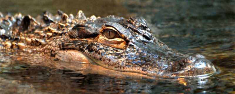 Do crocodiles eat a lot and how often?