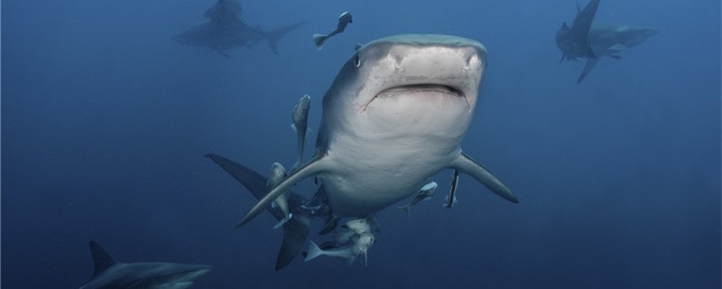 Can sharks live with their fins cut? What are the characteristics of sharks?