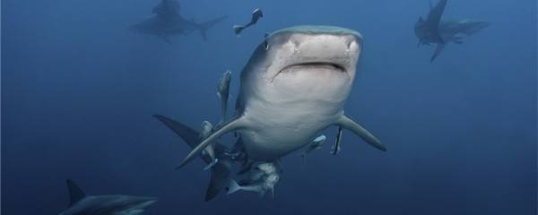 鲨鱼割了鱼翅能活吗，鲨鱼有哪些特点