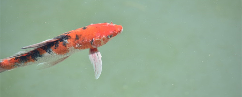 野生の小魚は飼いやすいですか。野生の小魚はどうやって飼いますか。