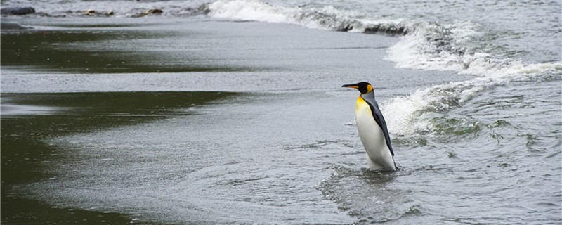 Are penguins warm-blooded? What's their temperature?