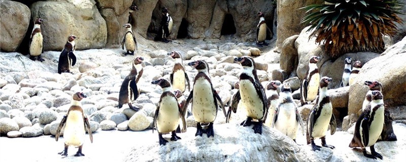 How do penguins reproduce? Are they viviparous or oviparous?
