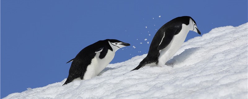 Are penguins monogamous? How many partners do they have?