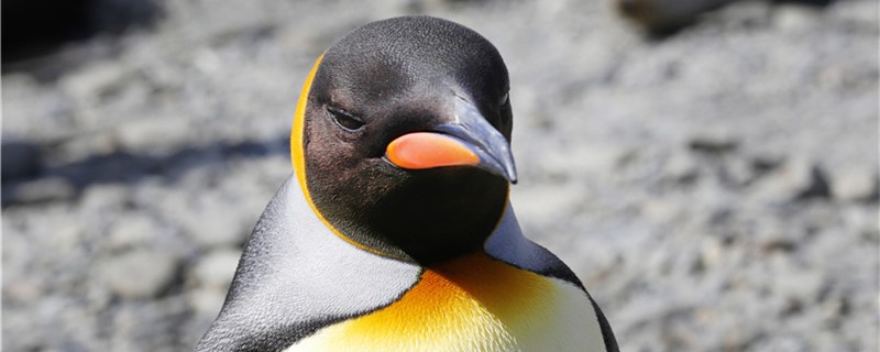 企鹅是在南极还是北极，能在北极生活吗