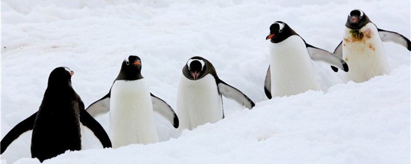 企鹅分布在南极还是北极，送到北极会死吗