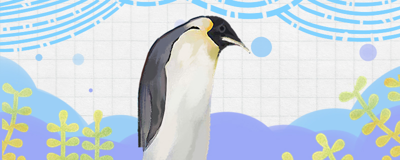 Are penguins afraid of the cold? Why?