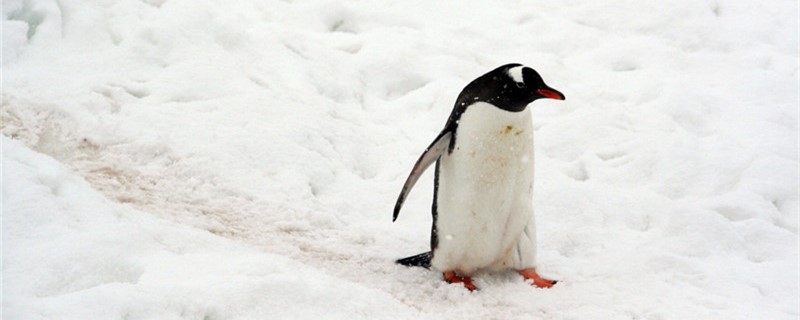 Does a penguin have a tail? What's the tail for?