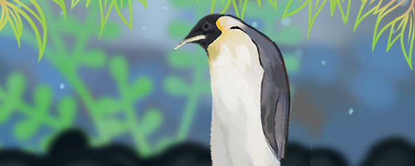 企鹅有毛吗 毛有什么作用 鱼百科