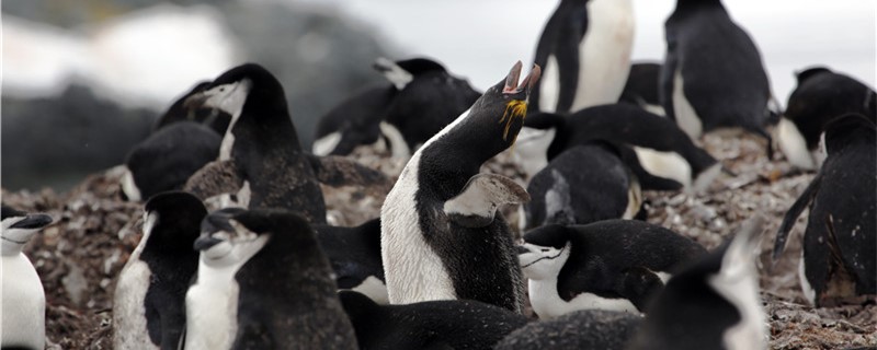 How many kinds of penguins are there and what are the common ones?