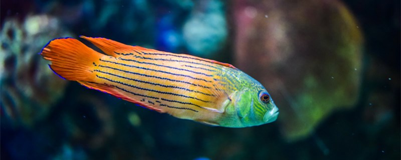 What are the ancestors of fish and what are the characteristics of fish?