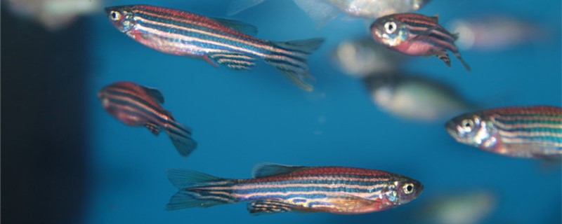 How fast does a zebrafish grow? How big can it grow in a month?