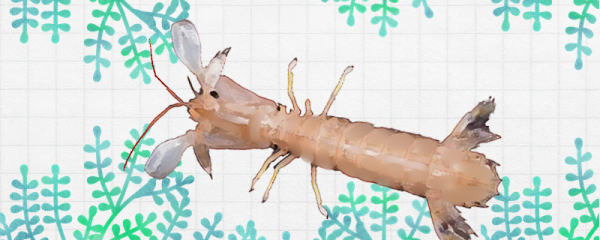皮皮虾能养殖吗，怎么养殖