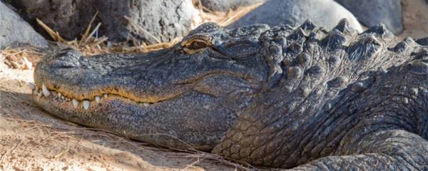 How long can crocodiles live and how big can they grow? - Better For Fish