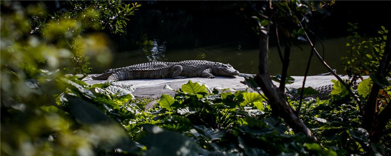 Are crocodiles viviparous or oviparous? How often do they reproduce?