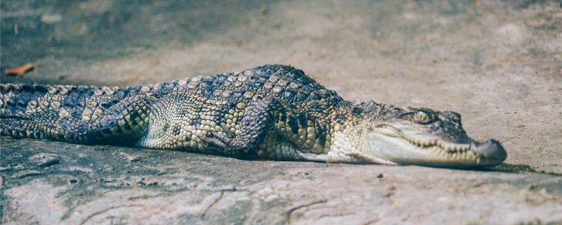 鳄鱼会张着嘴吗，为什么张嘴一动不动
