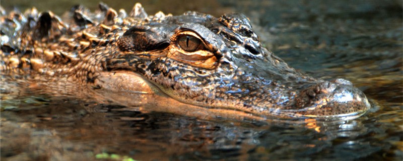 Are crocodiles poisonous? Do they bleed?