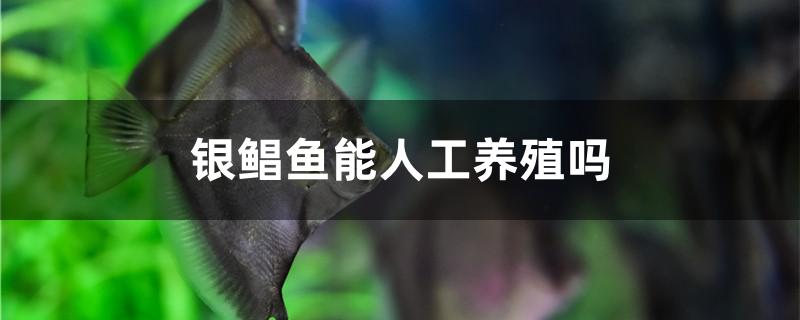 银鲳鱼能人工养殖吗 福虎/异型虎鱼/纯色虎鱼