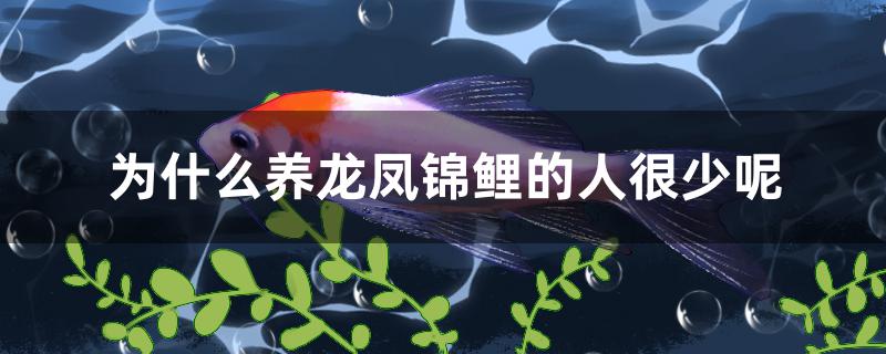 為什么養(yǎng)龍鳳錦鯉的人很少呢 BD魟魚