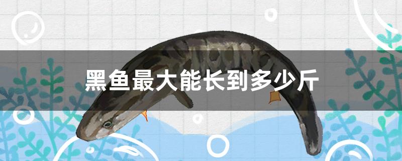 黑鱼最大能长到多少斤