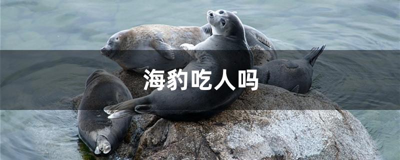 海豹吃人吗