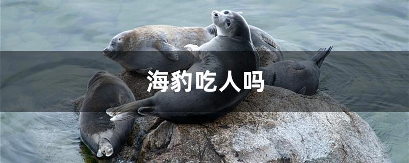 海豹吃人吗 鱼百科