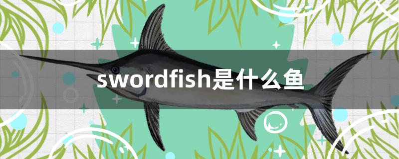 swordfish是什么鱼 马拉莫宝石鱼苗