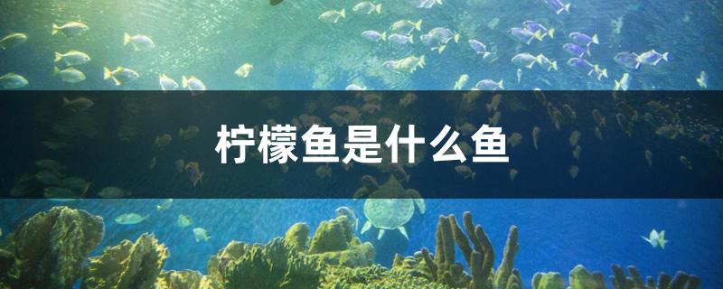 檸檬魚是什么魚