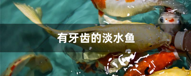 有牙齒的淡水魚是什么 白子銀版魚