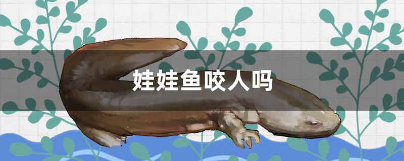 娃娃魚咬人嗎 一眉道人魚苗