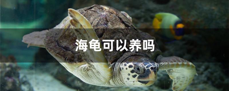 海龜可以養(yǎng)嗎 金三間魚