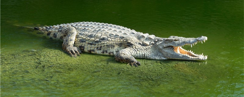 Does the crocodile have a tail? What is the function of the tail?