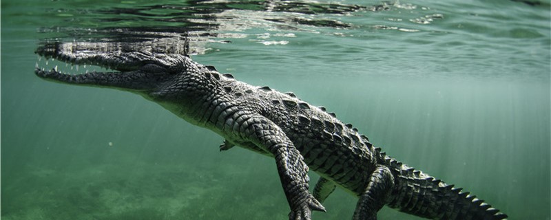Can crocodiles be kept as pets? What do you need to keep crocodiles?