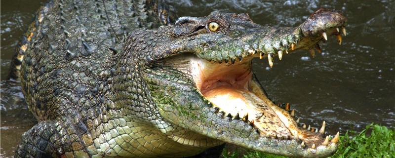 Are Crocodiles poikilothermic? Do they hibernate?