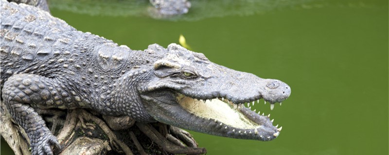 What kinds of crocodiles are there and which ones are the most powerful?