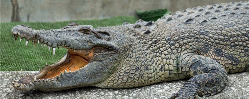 How and when do crocodiles breed?