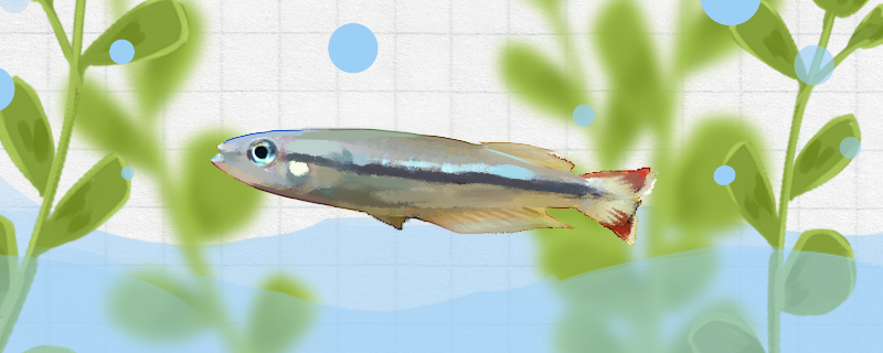马达加斯加彩虹鱼好养吗怎么养