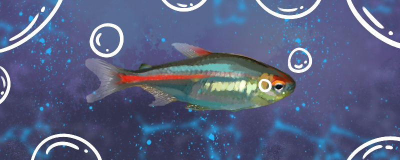 红灯管鱼好养吗，怎么养