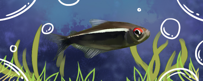 Is Black Lotus lantern fish good to raise, how to raise?