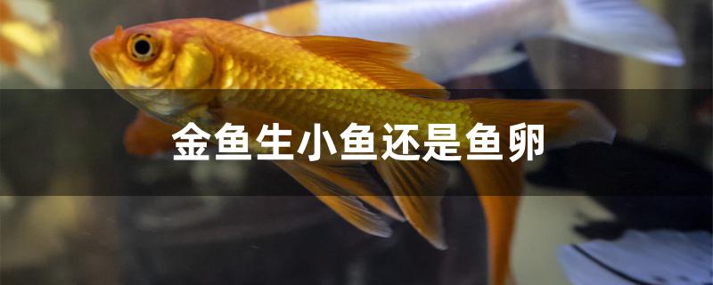 金魚生小魚還是魚卵