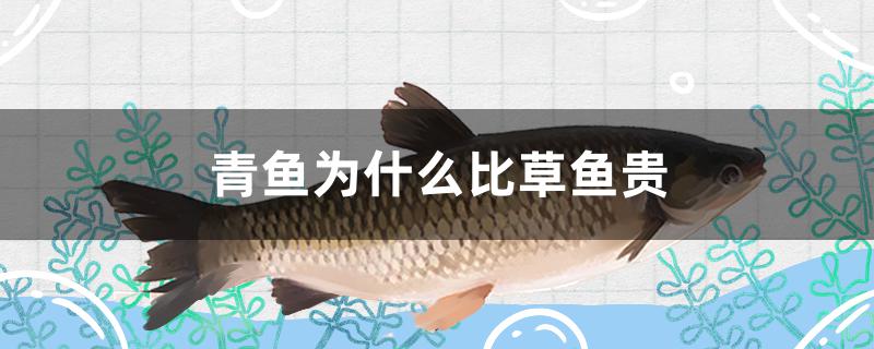 青魚為什么比草魚貴 充氧泵