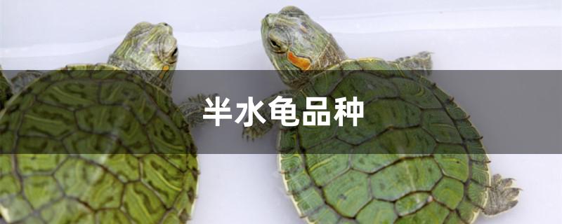 半水龟品种有哪些 - 鱼百科