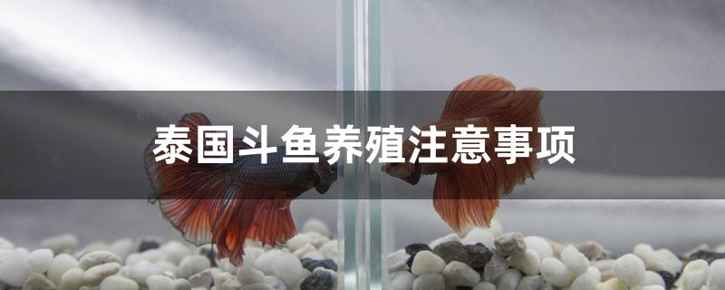 泰國斗魚養(yǎng)殖有哪些注意事項