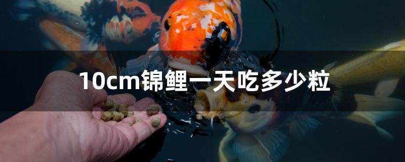 10cm锦鲤一天吃多少粒鱼粮