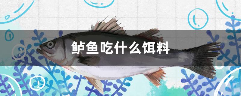 鱸魚吃什么餌料 斑馬鴨嘴魚