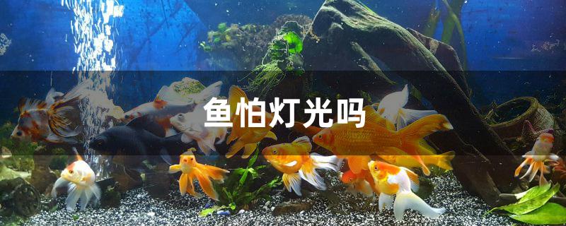 鱼怕灯光吗
