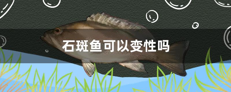 石斑魚可以變性嗎 魚缸/水族箱