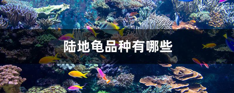 陸地龜品種有哪些 祥龍赫舞紅龍魚