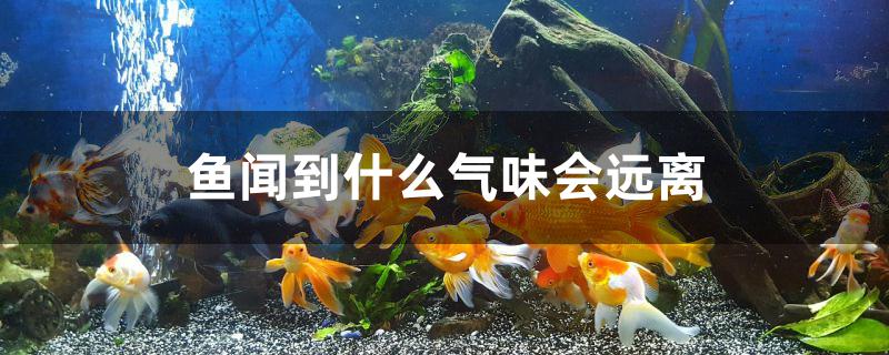 鱼闻到什么气味会远离 鱼缸/水族箱