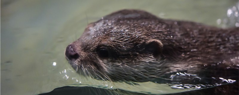 Is an otter smart? How old is an otter?