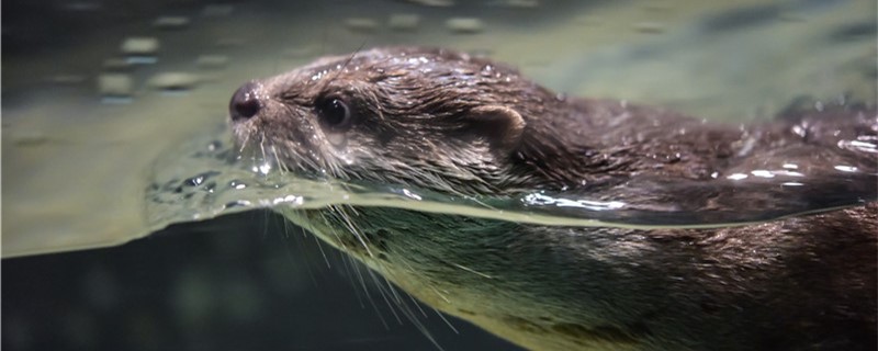 Is an otter the same as a mink? What's the difference?